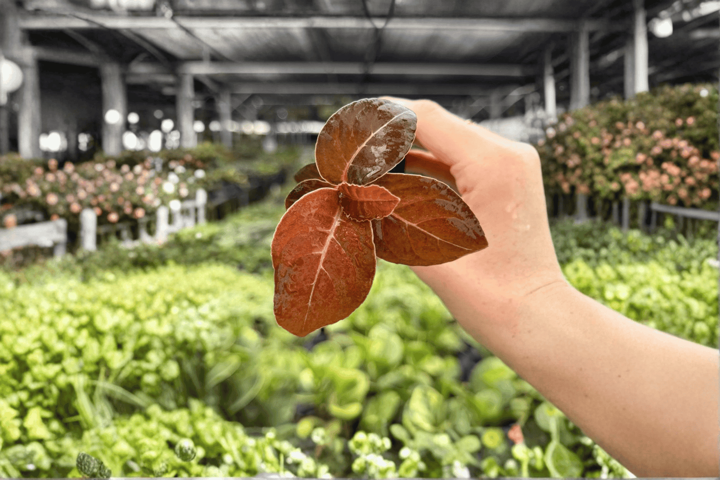 2 Exact Ardisia Black Blood Starter Plants – Ardisia Hybrid Live Plants