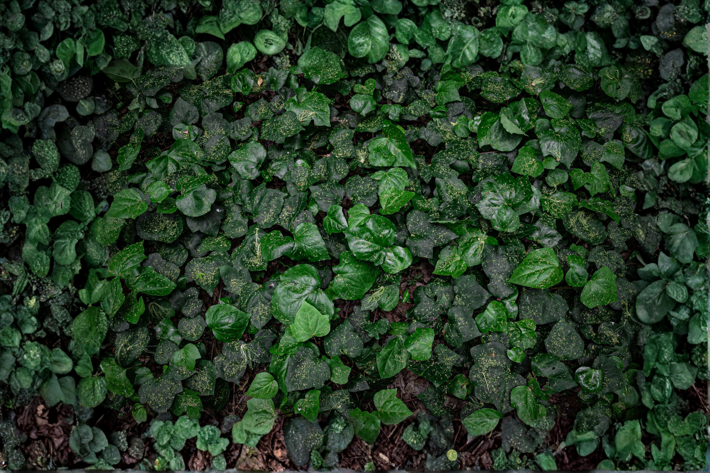 6 Green Ripple Ivy Live Plants in 2-Inch Pots – Glacier English Ivy – Hedera helix