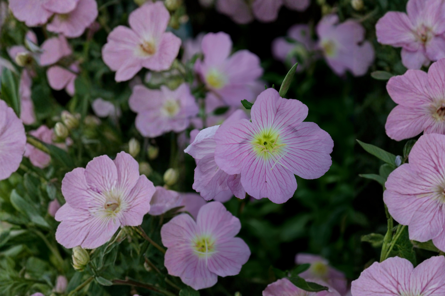 Pink Showy Evening Primrose Live Plant – Hardy Perennial – Oenothera speciosa