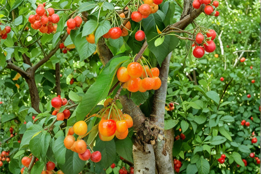 Calloway Fruiting Crabapple Tree 4–6 ft Live Plant – Ornamental Crabapple with Spring Blooms for Garden & Landscape