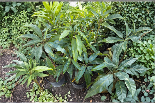 Golden Mun Kun Si Mango Tree Grafted Live Plant 3ft Tall Tropical Mango Fruit Tree Sweet Backyard Garden No Ship to California