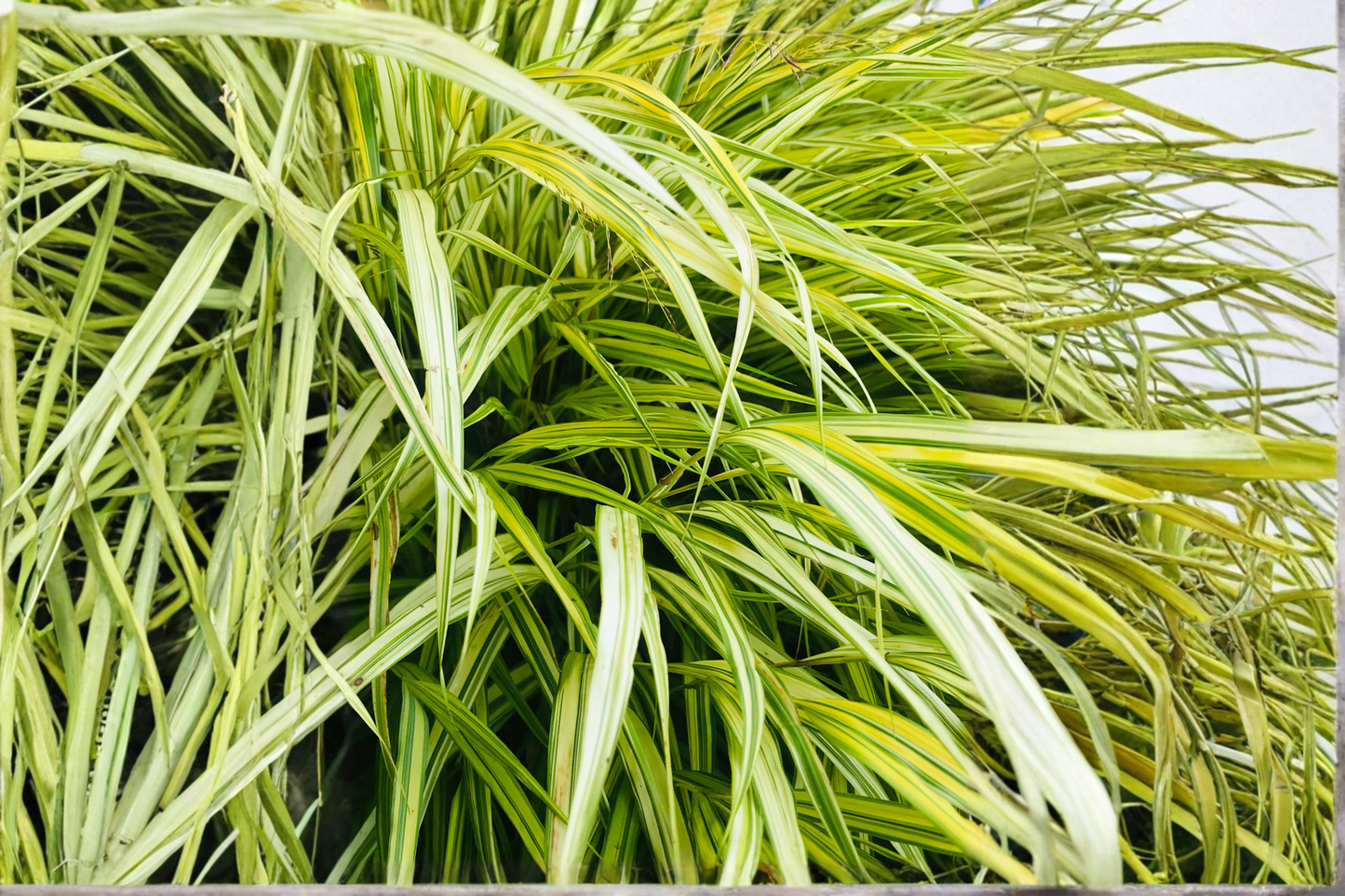 Lime Zest Japanese Forest Grass Live Starter Plant – 1 Plant (Hakonechloa macra 'Lime Zest')