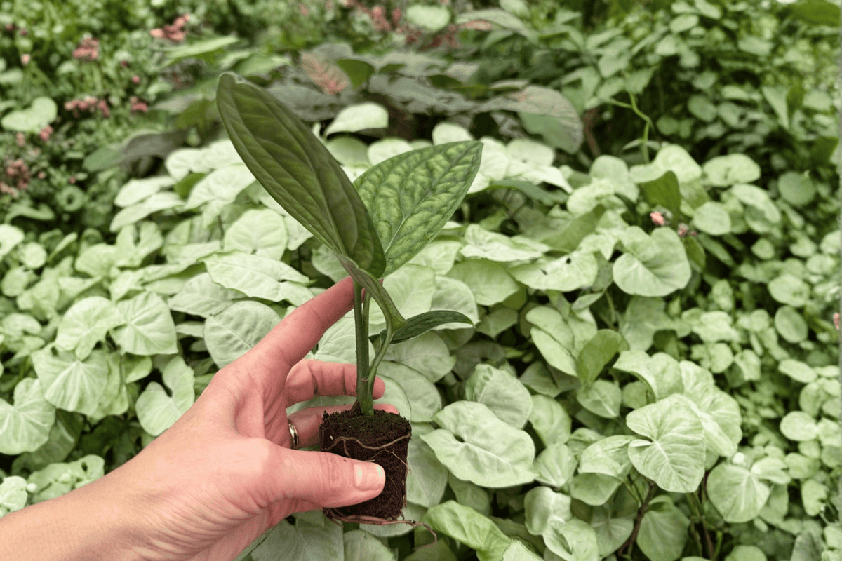 Variegated Monstera Peru 2 Exact Live Starter Plants – Plant Plugs