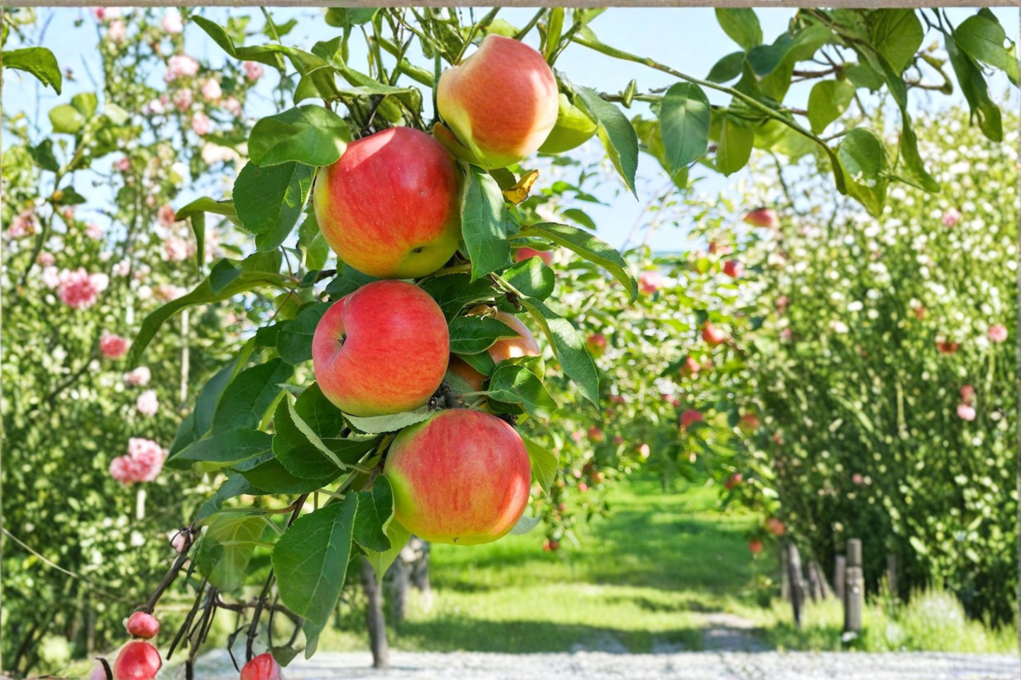 Fuji Apple Tree Grafted Live Fruit Tree 4ft Tall Crisp Sweet Apple Variety Ready to Plant Home Orchard Tree Only