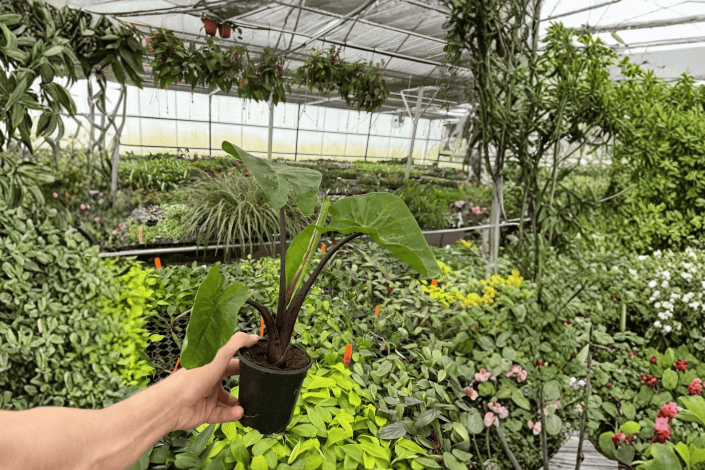 Alocasia Dark Star 2 Live Plants – 4-Inch Pots – Alocasia ‘Dark Star’