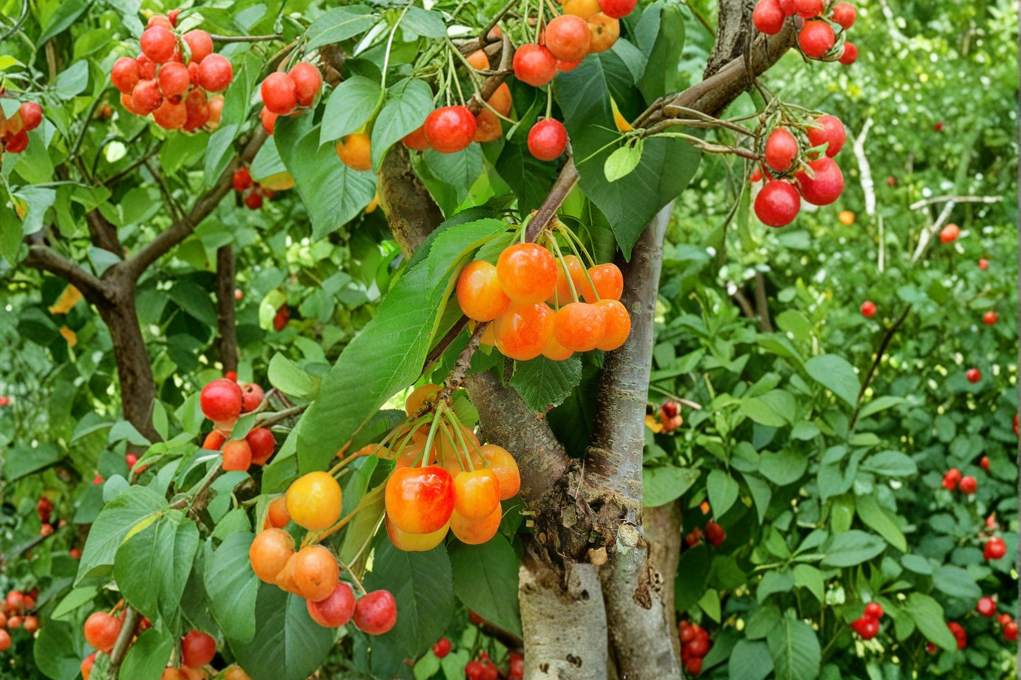 Yellow Cherry Tree Live Plant 4 Ft Fruit Tree, Cherry Tree for Garden Orchard, Deciduous Backyard Plant