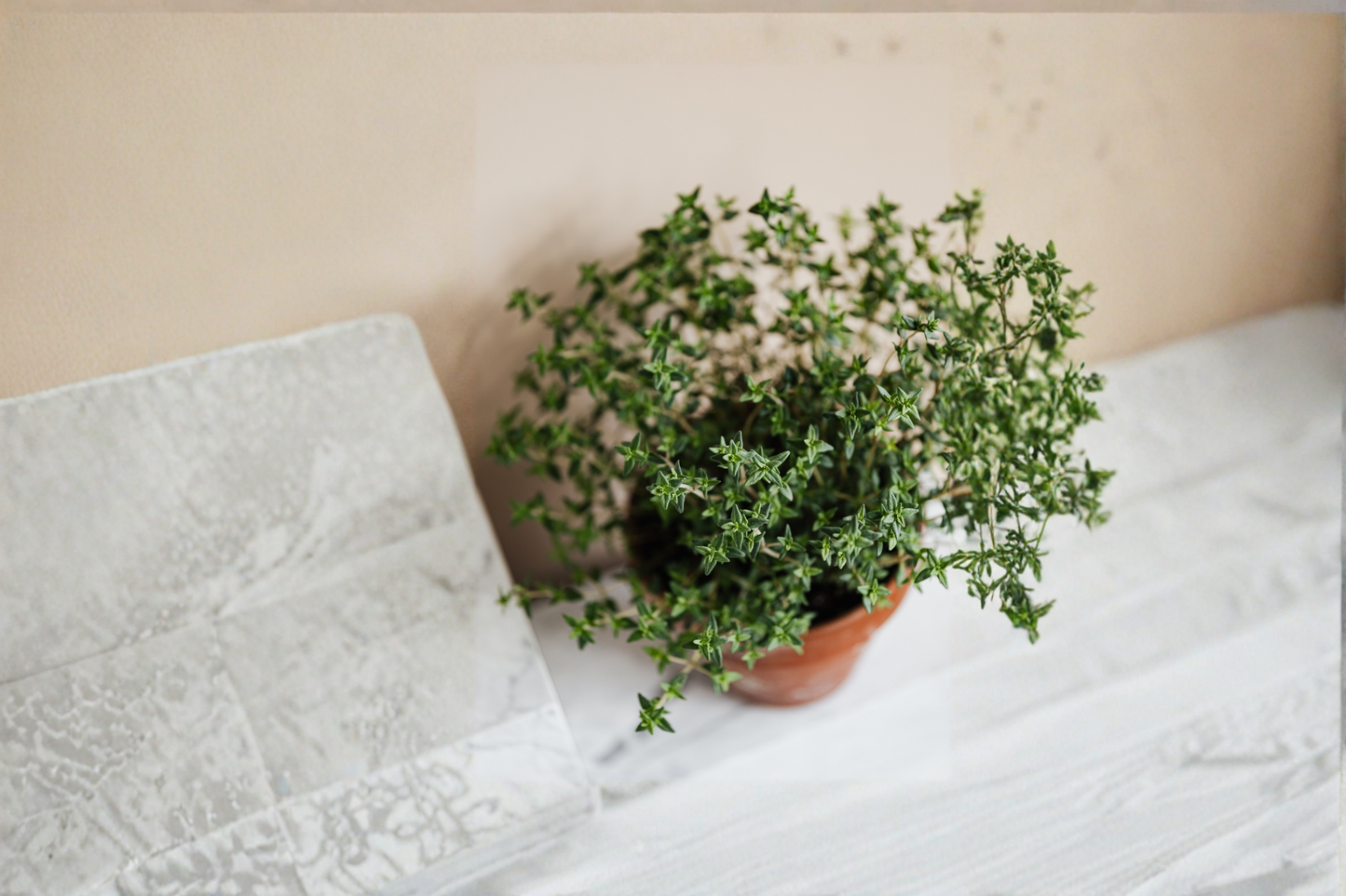 French Thyme Live Herb Plant Rooted Starter Plant Culinary Herb Garden Plant Fragrant Perennial Herb Shipped Without Pot