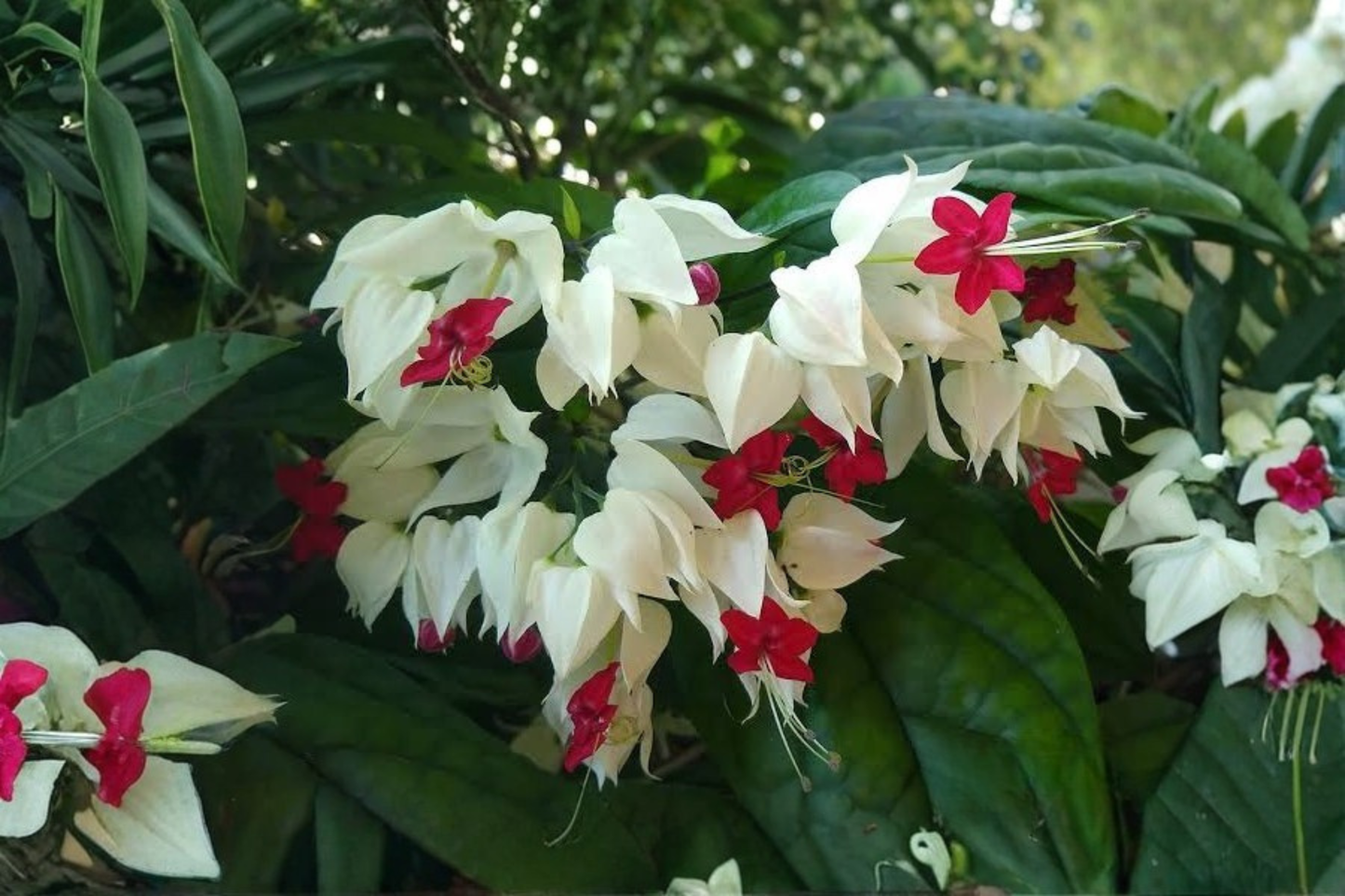 White Bleeding Heart Live Plant 6–8 Inches Tall – Clerodendrum thomsoniae White Form