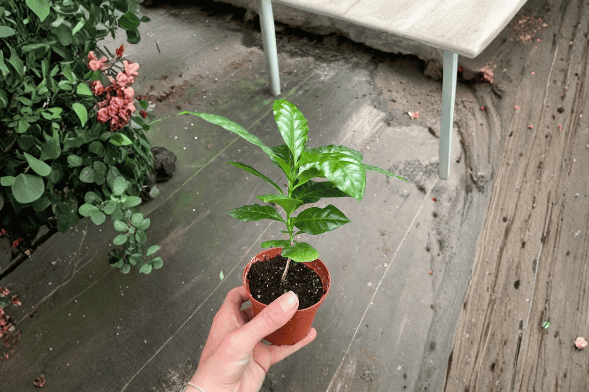 Arabica Coffee 2 Live Plants – Coffea arabica 4” Size Bare Root