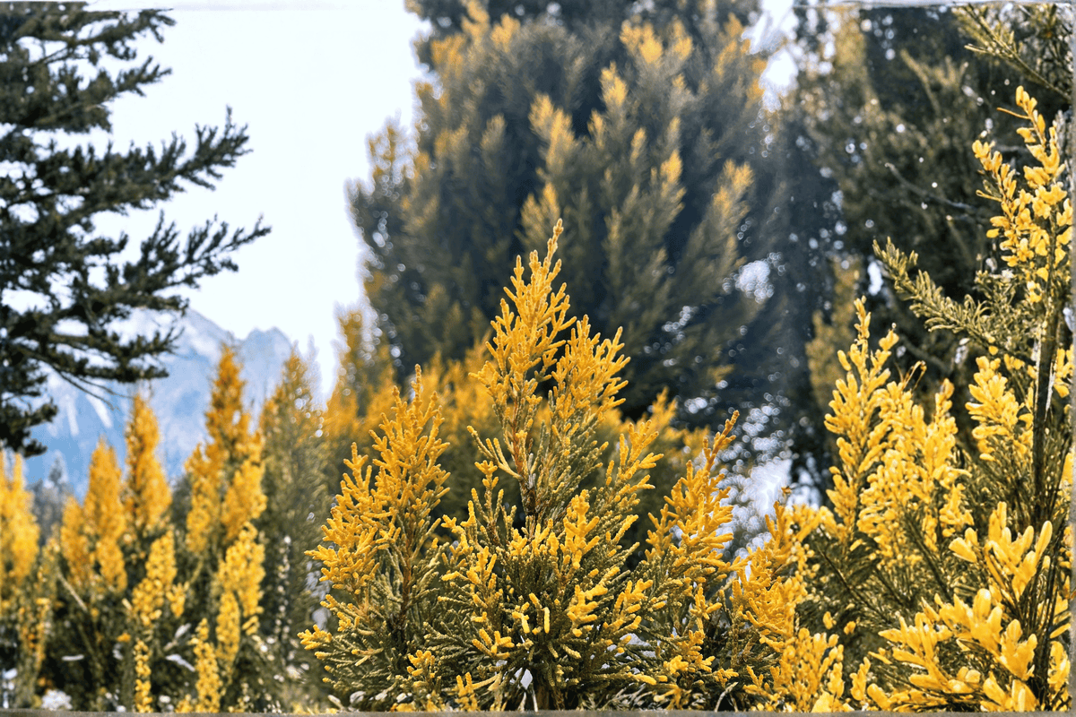 Golden Mops False Cypress 1 Live Shrub – Chamaecyparis pisifera ‘Mops’ – 2 Gallon Pot – 12″