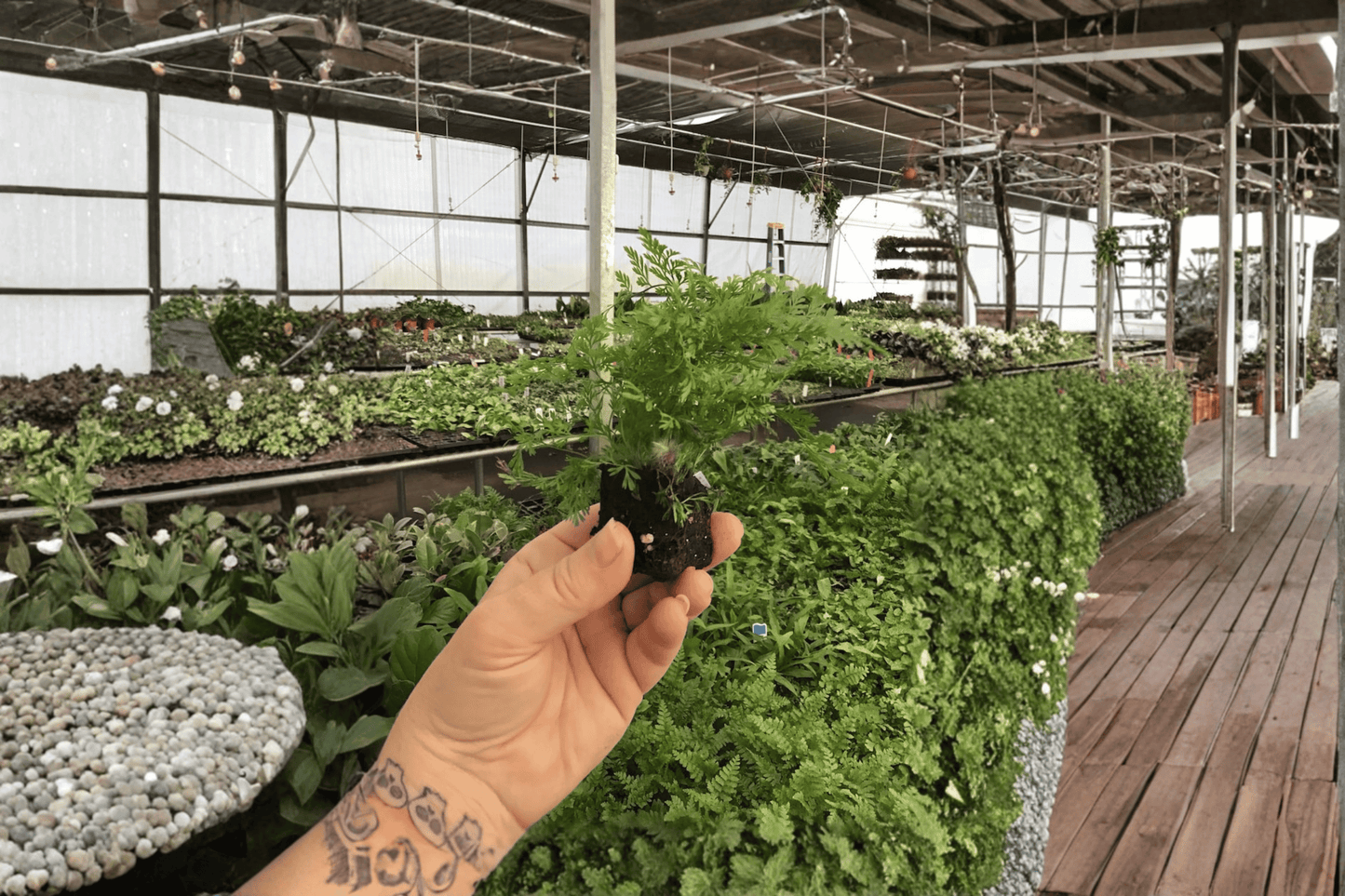 2 White Rabbit's Foot Fern Starter Plants – Humata tyermannii Live Ferns