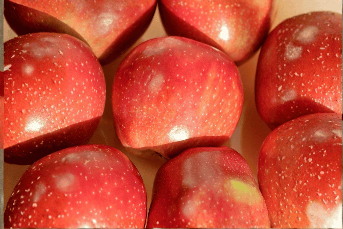 Fruit Snacks™ Blushing Delight™ Apple 1 Live Tree – Malus domestica ‘A68-173’ – 2 Gallon Pot