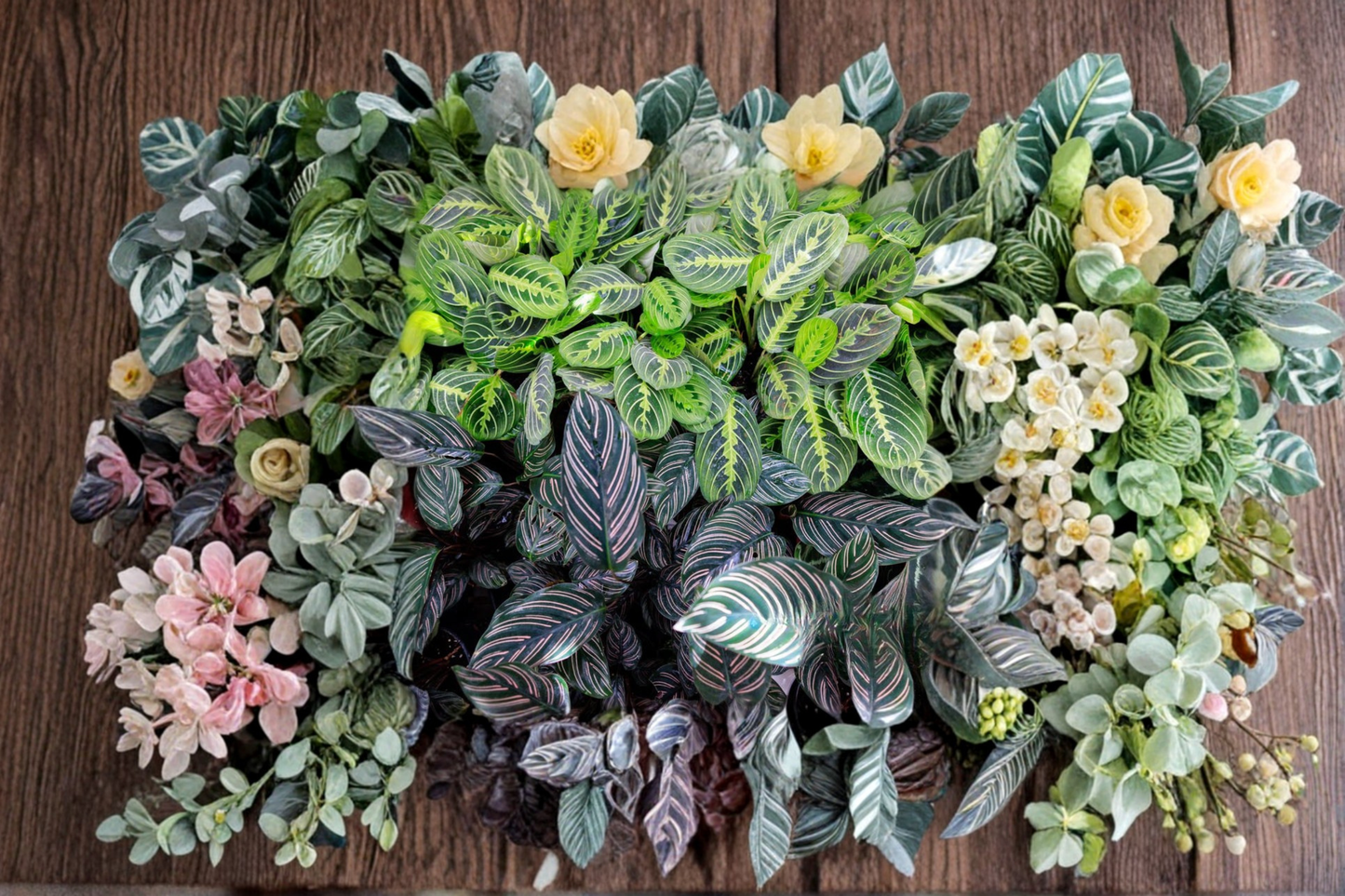 Assorted Calathea Starter Plant Bundle 2 Inch Rooted Tropical Houseplants Indoor Plant Gift Pack