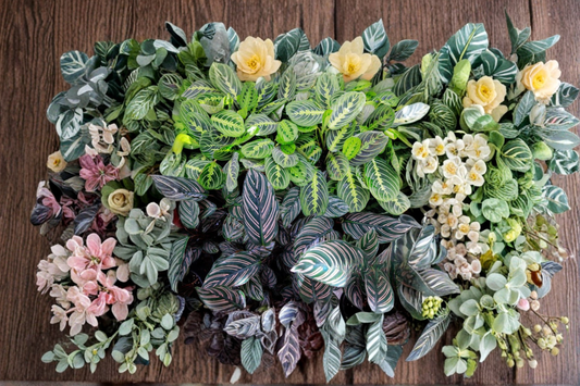 Assorted Calathea Starter Plant Bundle 2 Inch Rooted Tropical Houseplants Indoor Plant Gift Pack