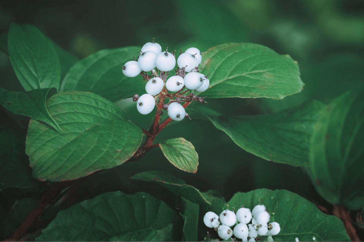 Bailey Red Twig Dogwood – 1 Live Shrub, 3-Gallon Size – Cornus sericea ‘Baileyi’