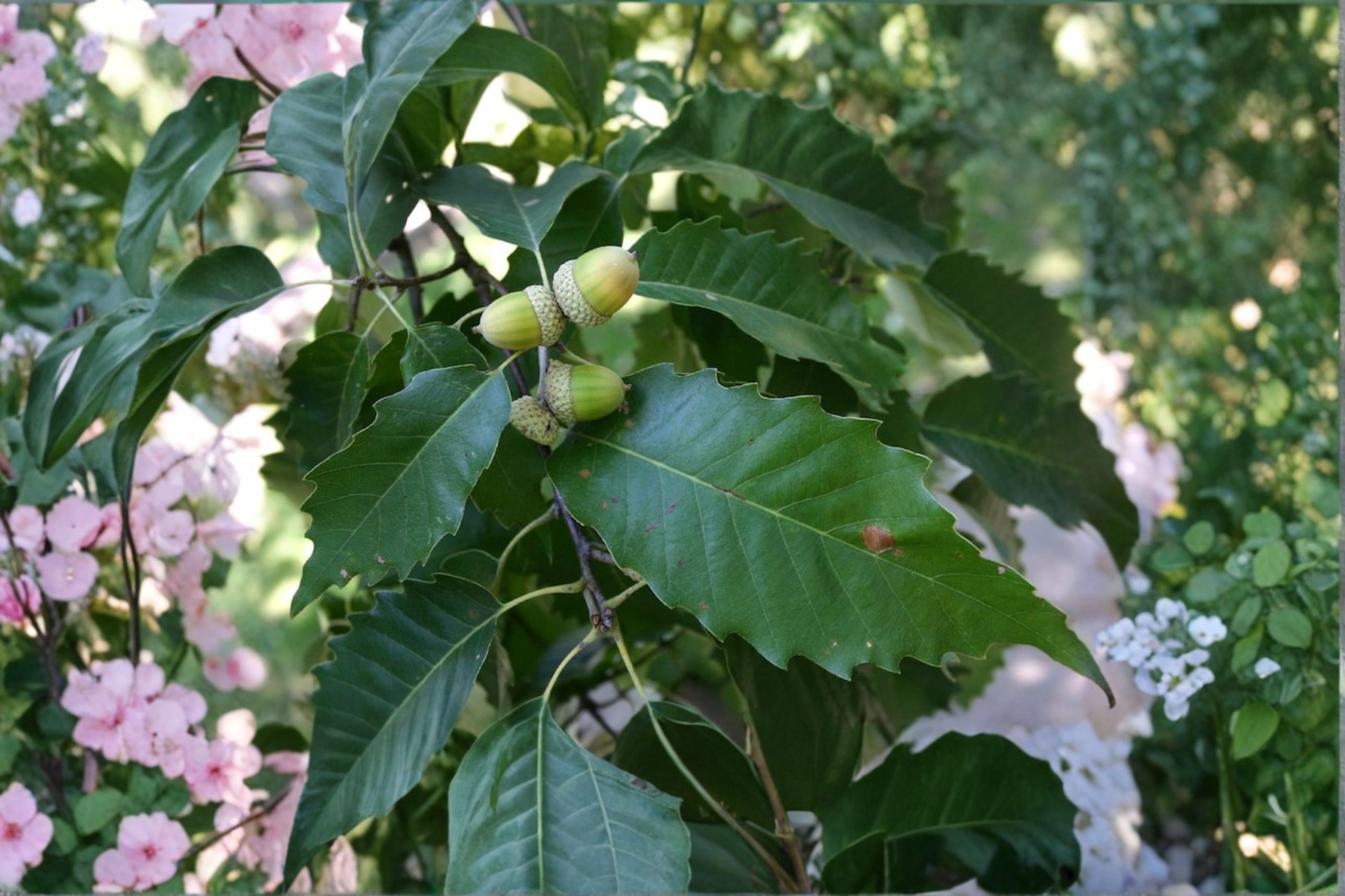 Chinkapin Oak Live Plant 2 Gallon Pot Native Oak Tree Hardy Shade Tree Wildlife Friendly Landscape Plant