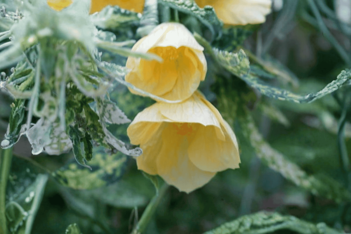 Lemon Sorbet Flowering Maple 1 Gallon Live Plant – Abutilon Hybrid ‘Lemon Sorbet’