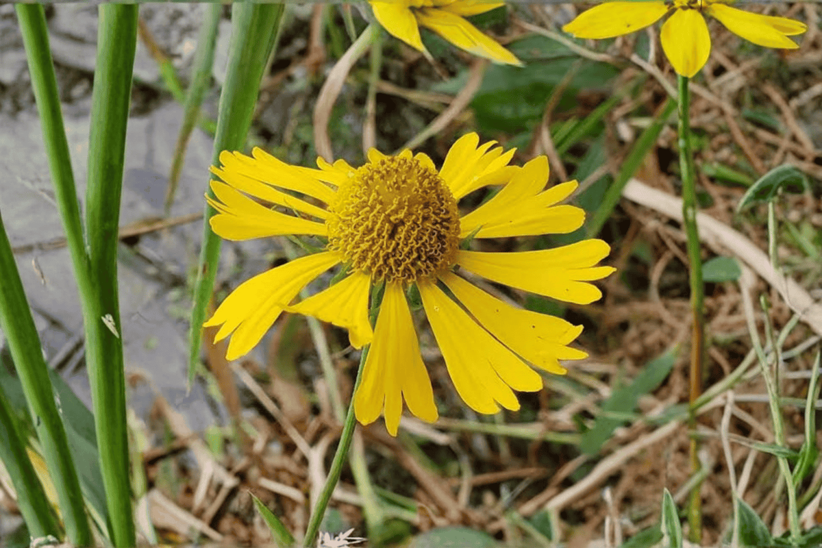 Common Sneezeweed 1 Live Plant – Helenium autumnale – 1 Gallon Pot