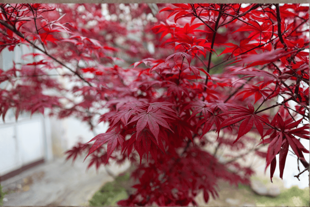 Tamukeyama Laceleaf Japanese Maple – 1 Live Tree – Acer palmatum var. dissectum ‘Tamukeyama’