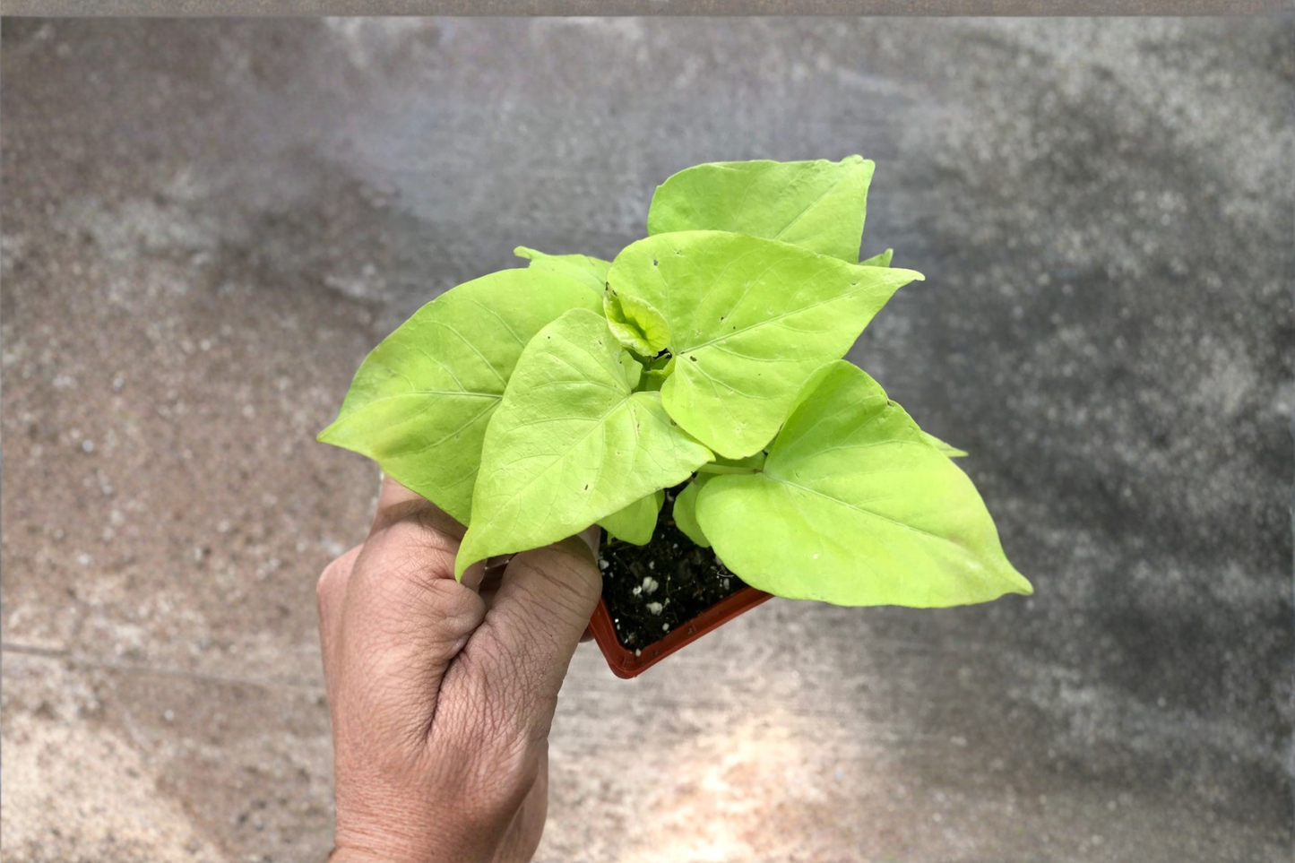 Margarite Sweet Potato Vine Live Plant Ipomoea Batatas Lime Green Trailing Plant Rooted Starter Free Shipping