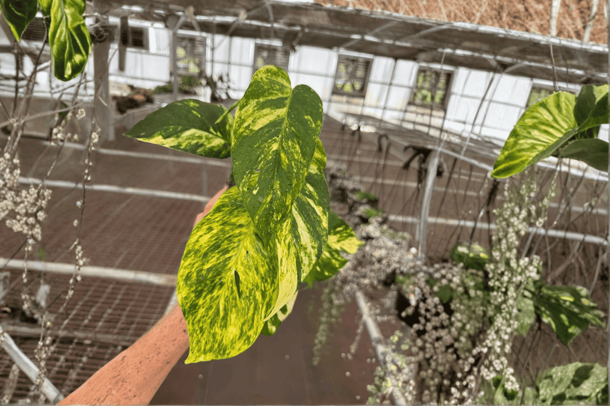 2 Epipremnum pinnatum 'Yellow Flame' Live Plants in 4-Inch Pots