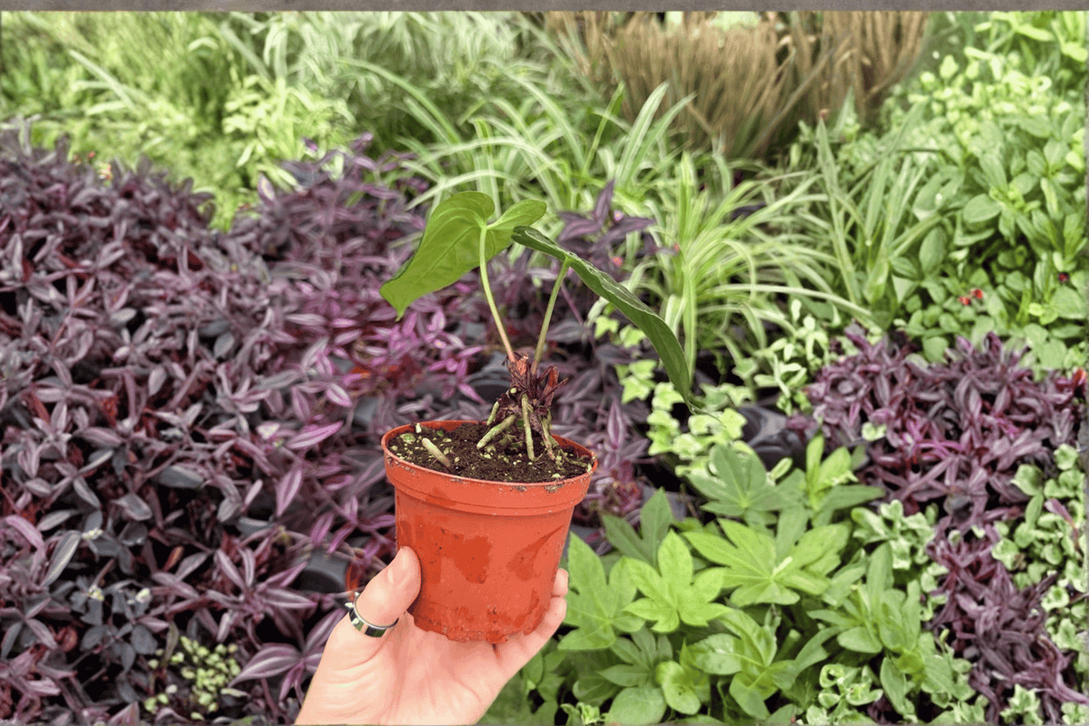 2 Anthurium Papillilaminum x Dressleri Exact Live Plants – 4” Pots