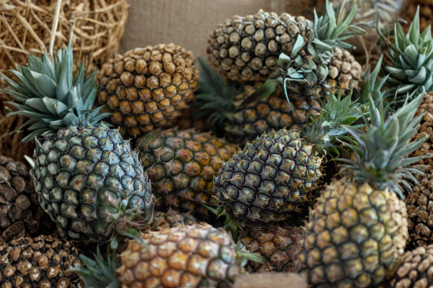 Sugar Loaf Pineapple Live Plant – Rooted Crown in Pot – Ananas comosus