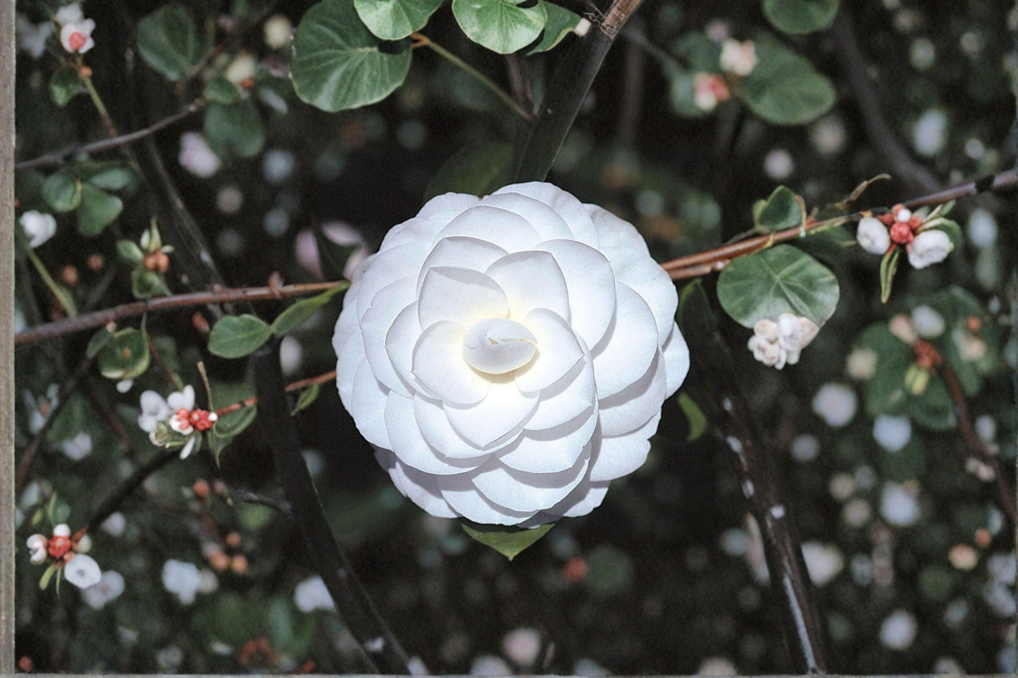 Japanese Camellia ‘Miss Biloxi’ 1 Gallon Live Plant – Camellia japonica Pink Evergreen Flowering Shrub