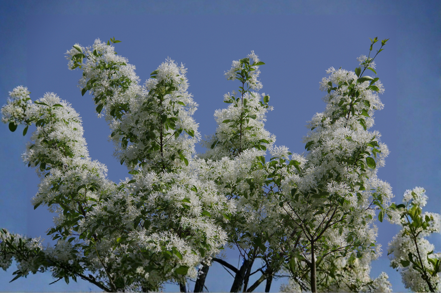 White Fringetree Live Bare Root Plant 16+ Inches – Chionanthus virginicus