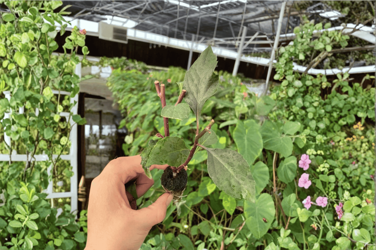 2 Okinawa Spinach Starter Plants Bare Root – Gynura crepioides