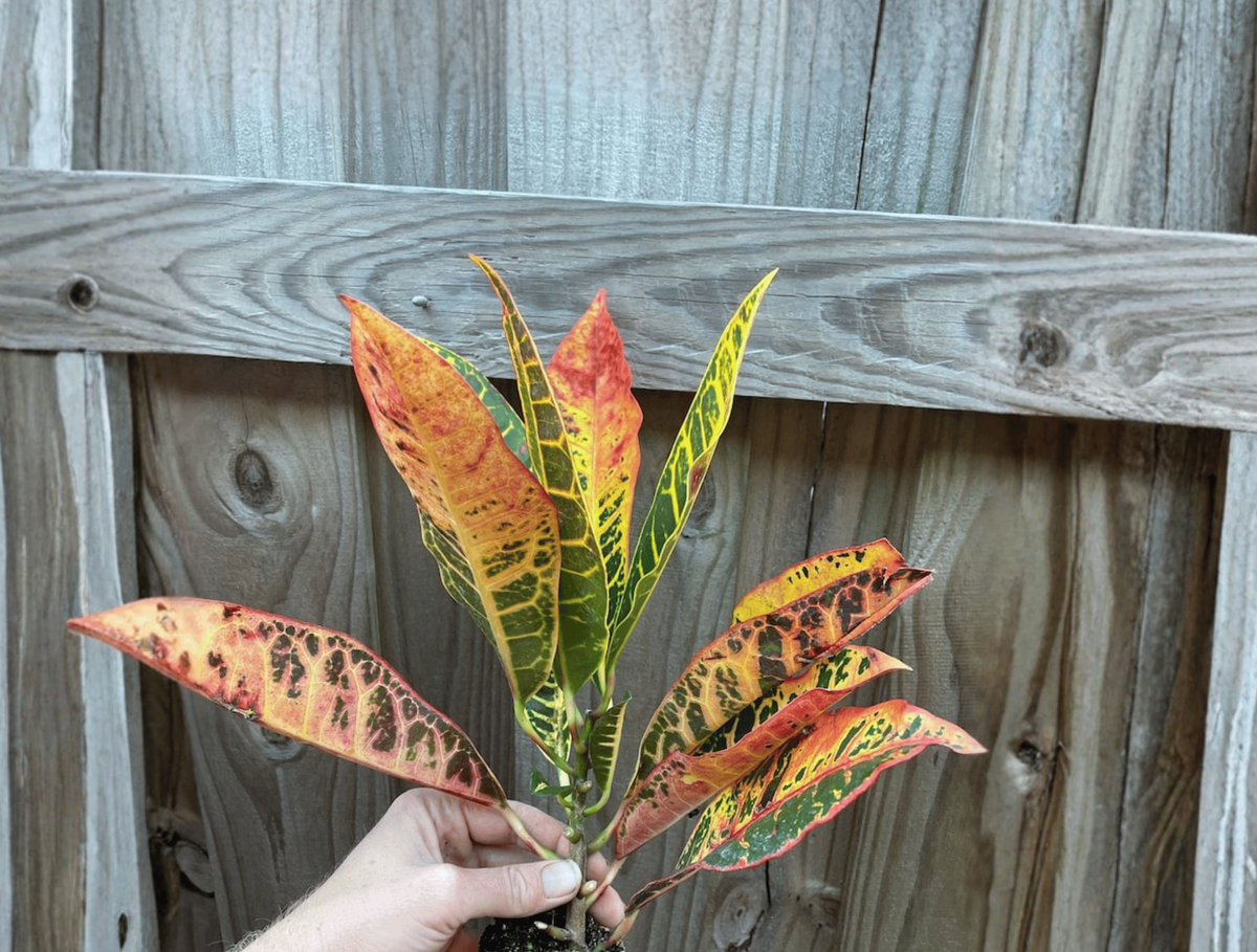 2 Petra Croton Starter Plants – Codiaeum variegatum ‘Petra’