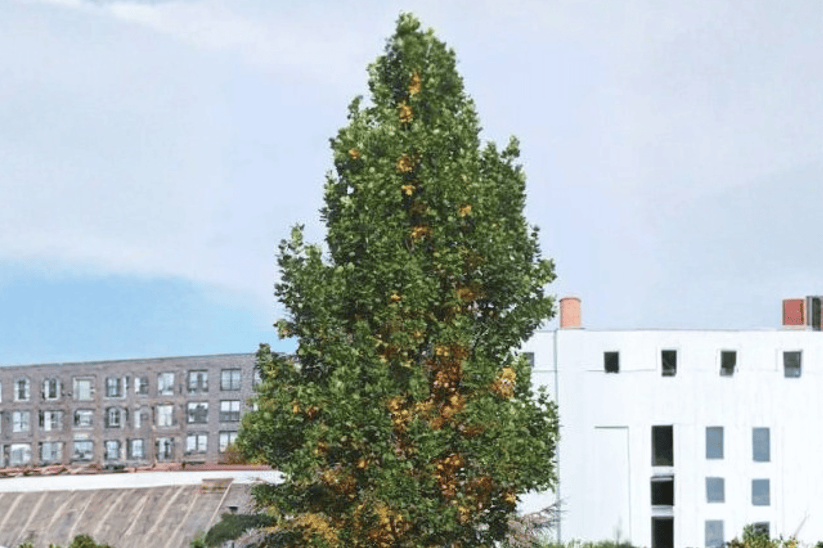 Fastigiate Tuliptree 1 Live Tree – Liriodendron tulipifera ‘Fastigiatum’ – 3 Gallon Pot