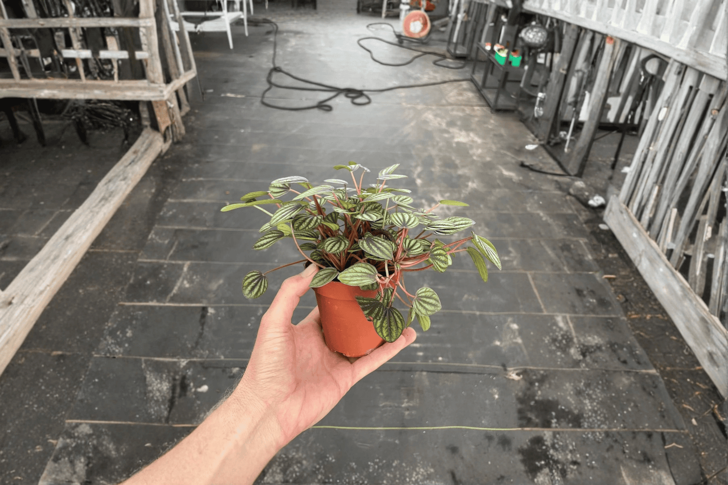 Peperomia Piccolo Banda Live Plant – 2 Plants Bare Root – Peperomia albovittata 'Piccolo Banda' – Originally Grown in 4" Pot