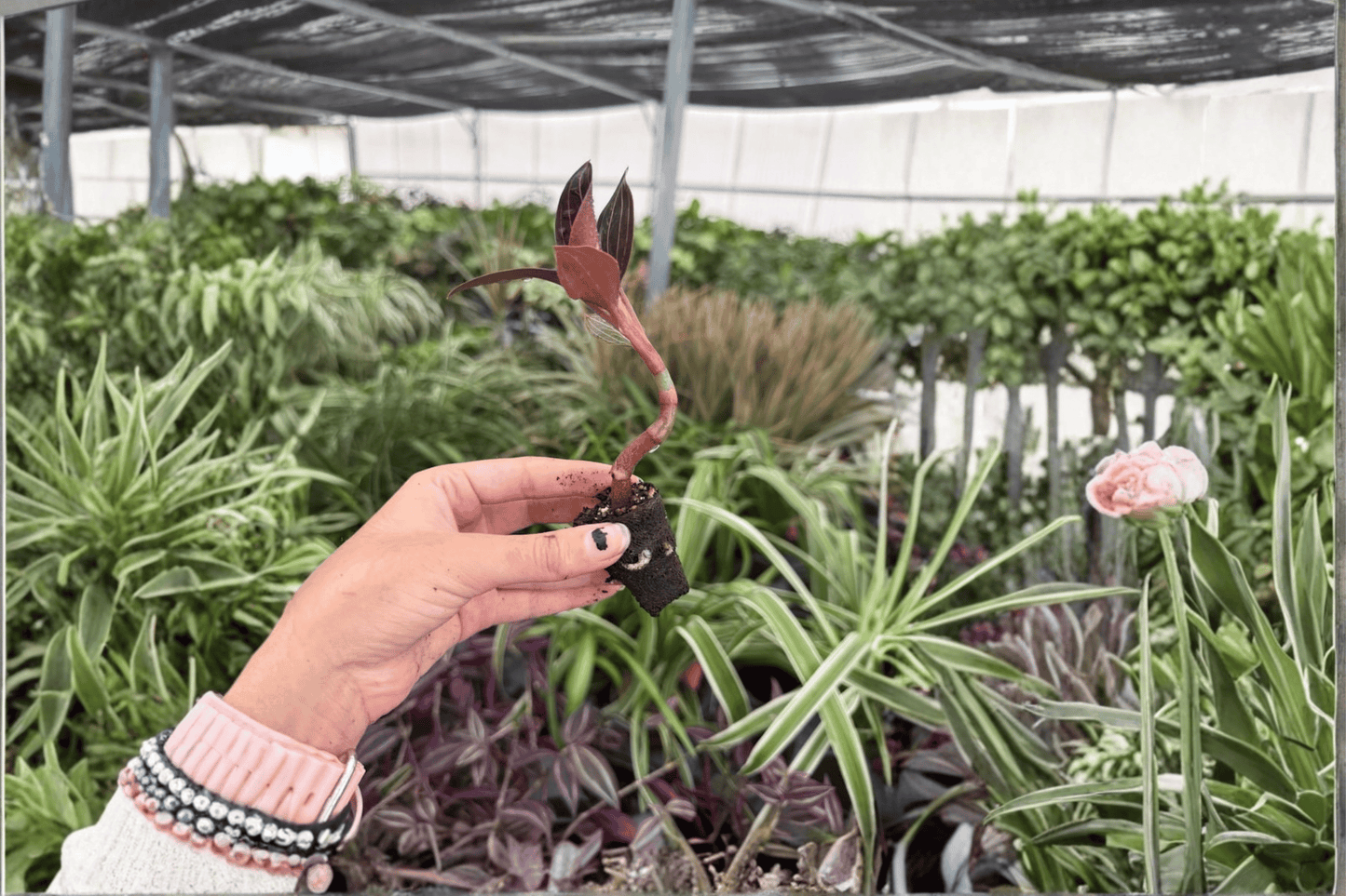 Ludisia Jewel Orchid 2 Exact Live Starter Plants – Ludisia discolor