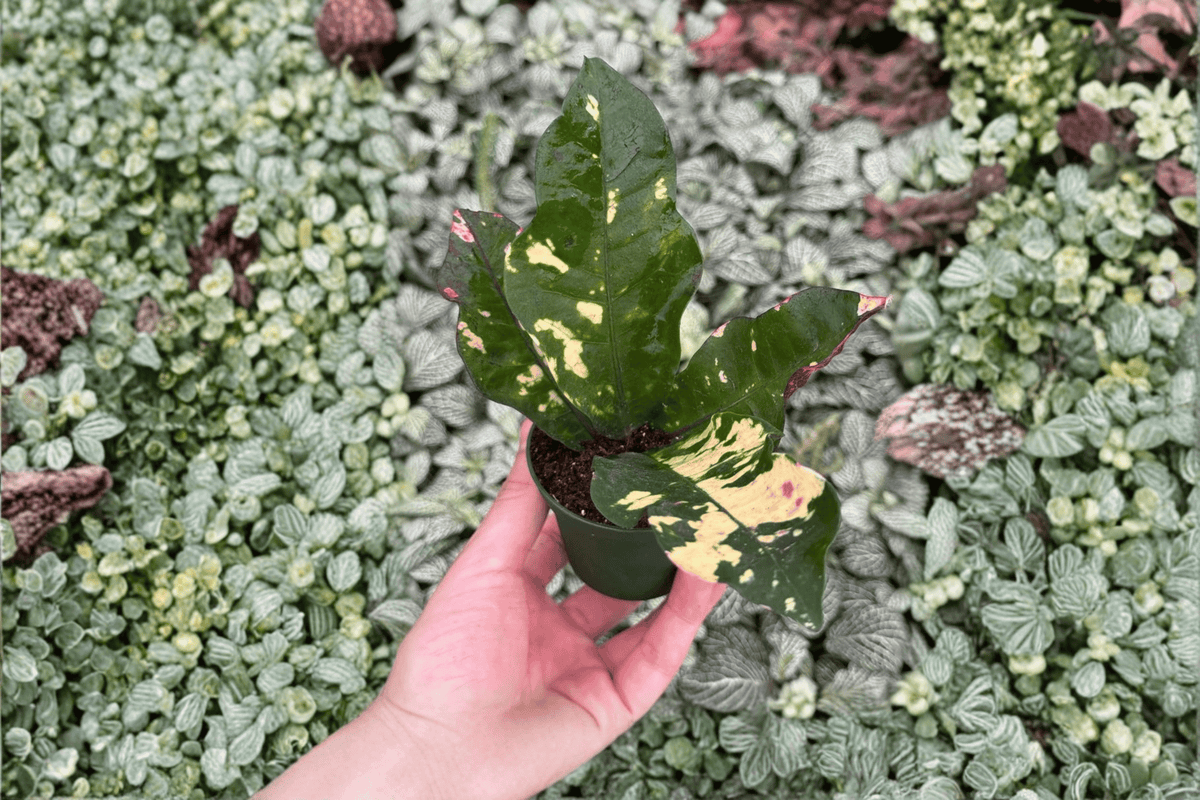 Magnificent Croton 2 Starter Live Plants – 2-Inch Pot Size – Codiaeum variegatum ‘Magnificent’