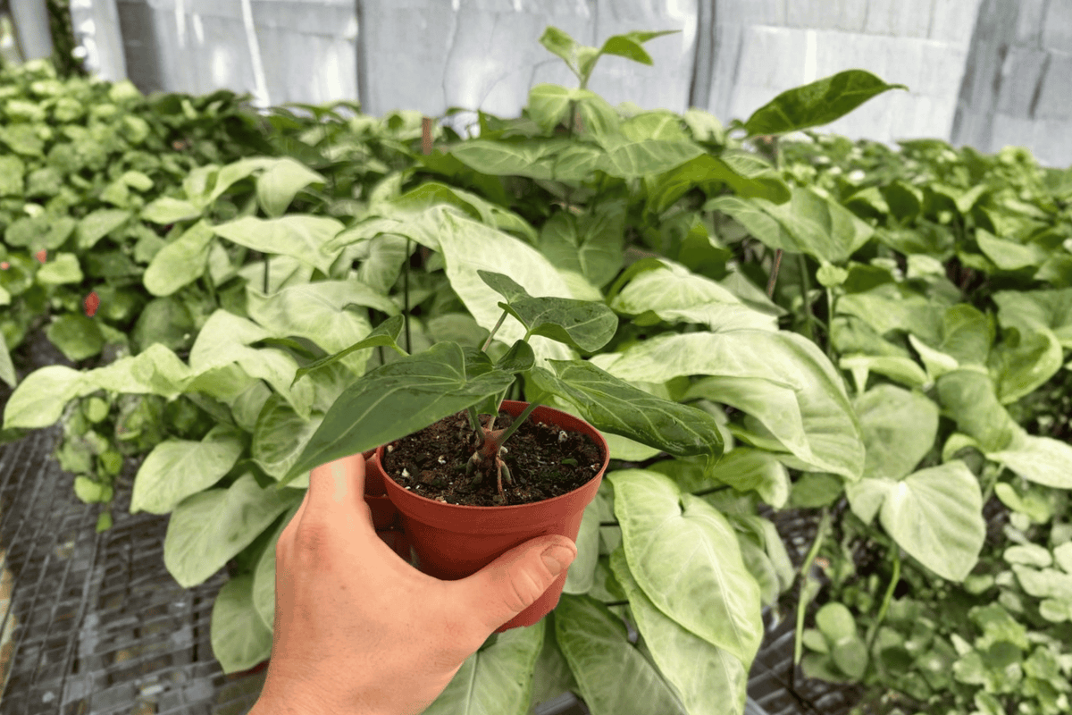 Anthurium Xone x Besseae 2 Exact Live Plants – 4-Inch Pots