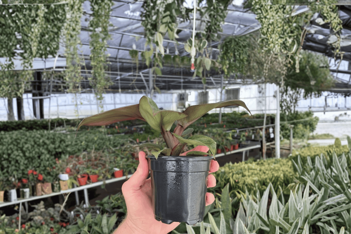 Philodendron Red Heart 2 Live Plants – Philodendron ‘Red Heart’ 4” Size Bare Root