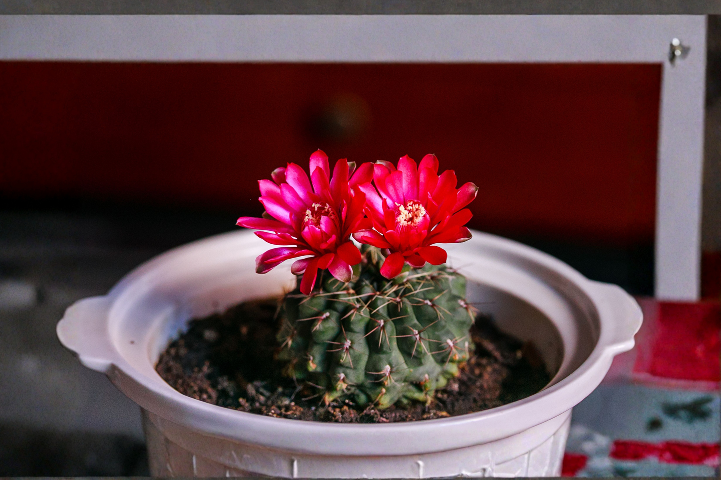 Gymnocalycium baldianum Live Cactus Plant – Chin Cactus Succulent
