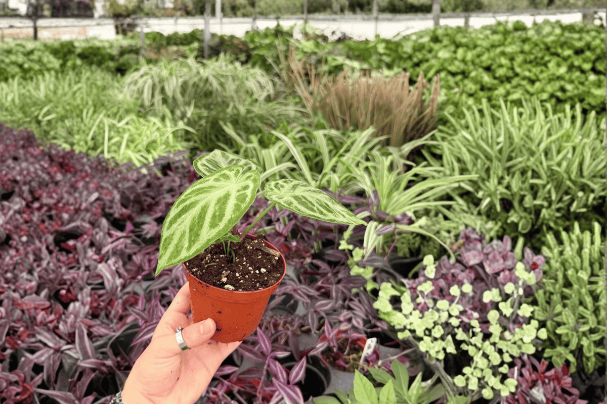 Anthurium Silver x Ferrari 2 Exact Live Plants – 4-Inch Pots – Anthurium Hybrid