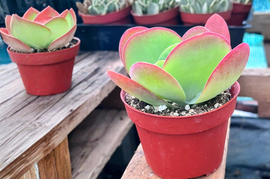 Flapjack Succulent Live Plant Paddle Plant Kalanchoe Houseplant in 2 Inch Pot Indoor Outdoor Decor Gift