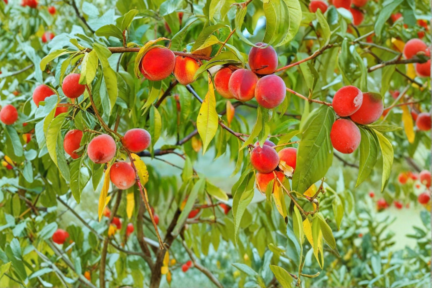Big Red Peach Tree Live Plant 4–6 Ft Fruit Tree, Red Peach Tree for Garden Orchard, Deciduous Backyard Tree
