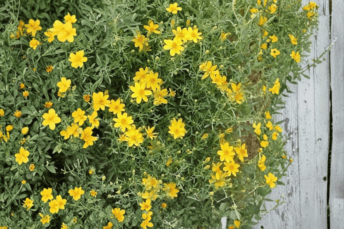 Compacta Copper Canyon Daisy 1 Live Plant – 4-Inch Pot – Tagetes lemmonii ‘Compacta’