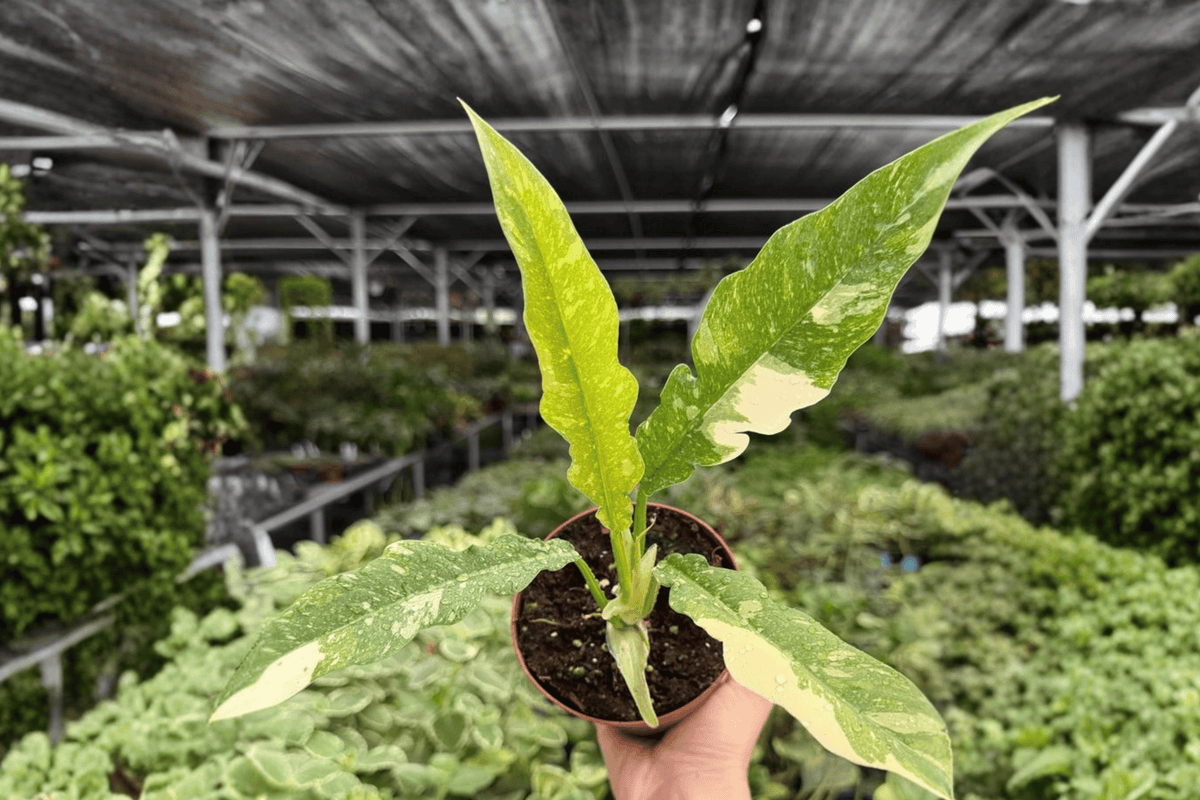 2 Exact Plant Philodendron Ring of Fire – Specific 4” Pot