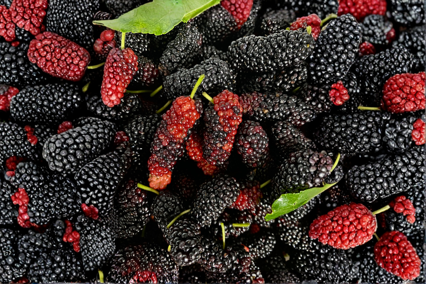 Illinois Everbearing Mulberry Seeds – 20 Count – Morus alba 'Illinois Everbearing'