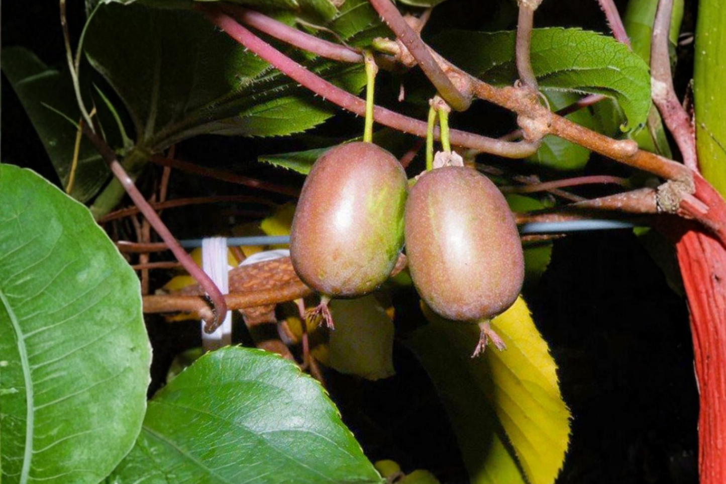 Kens Red Hardy Kiwi Vine Female Live Plant Actinidia Arguta Red Fruit Climbing Vine Zone 5-8 Garden Plant