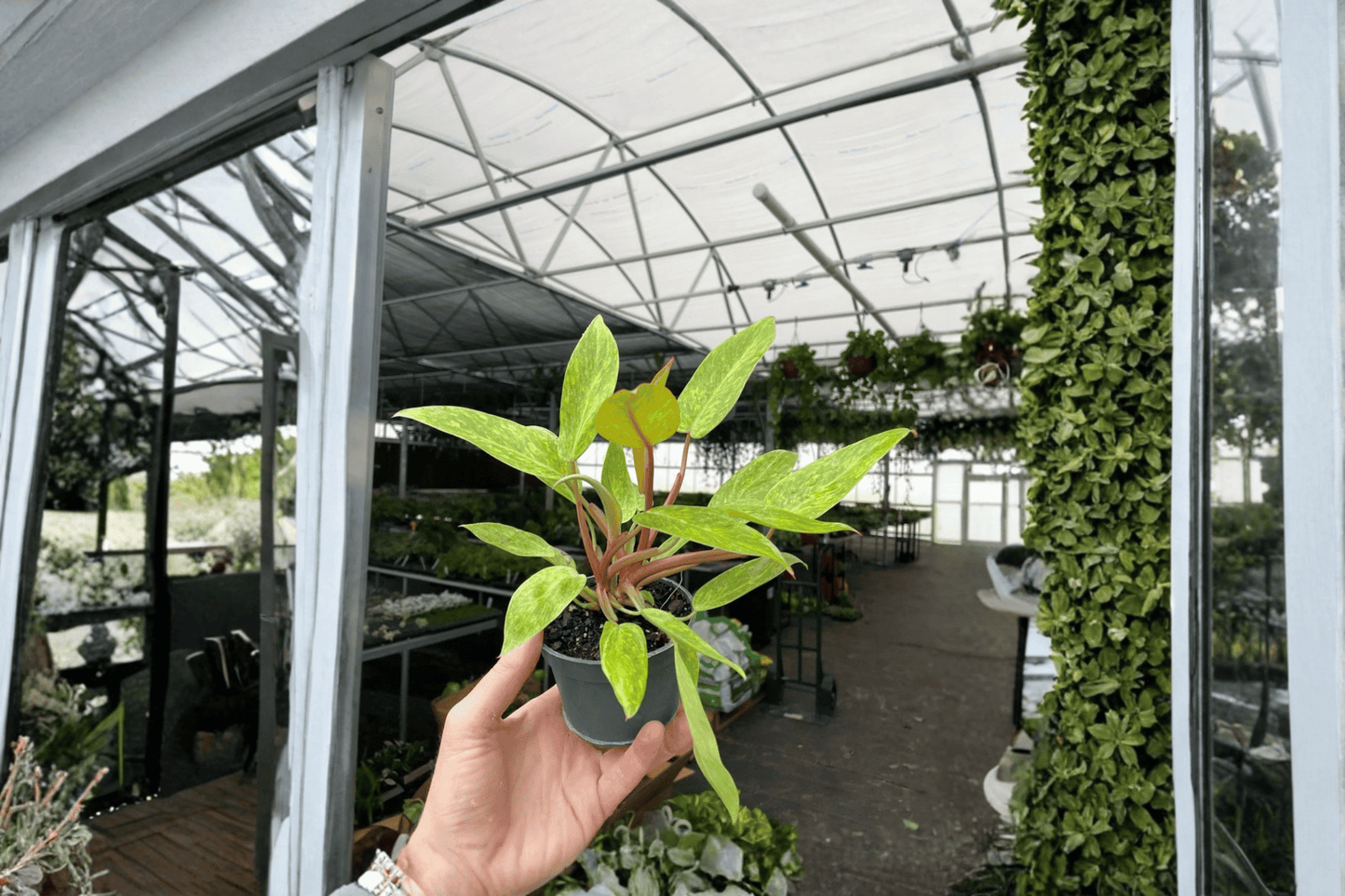 2 Philodendron Painted Lady Live Plants – 4-Inch Pot – Philodendron 'Painted Lady'
