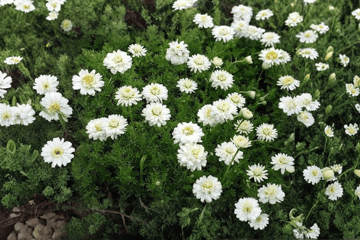 Double-Flowered Chamomile 1 Live Plant – 4-Inch Pot – Chamaemelum nobile ‘Flore Pleno’