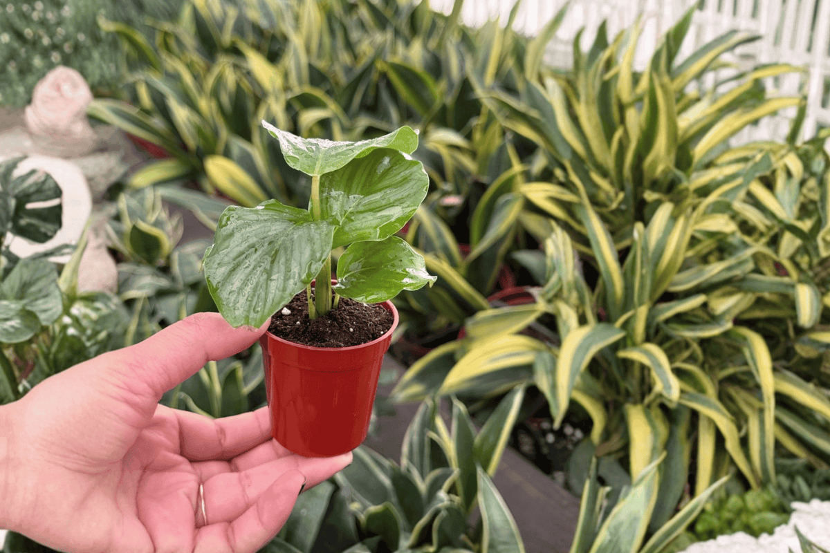 2 Calathea Orbifolia Starter Plants – 2” Pot Size – Goeppertia orbifolia