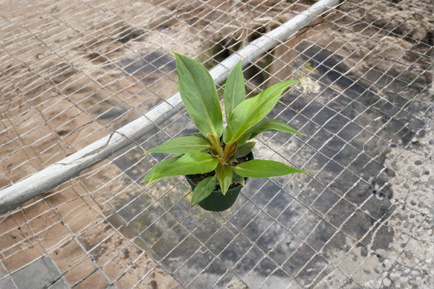 Philodendron Melinonii Live Plant 4 Inch Pot Tropical Leafy Houseplant Indoor Green Plant Gift
