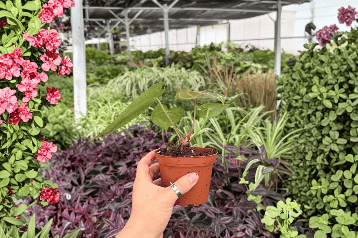 Anthurium Hoffmannii x Green Mamba 2 Exact Live Plants – 4-Inch Pots